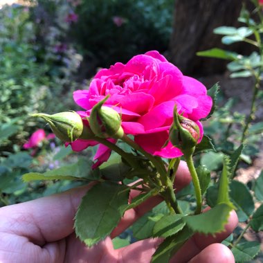 Rose 'Princess Anne' (Shrub)