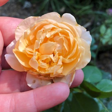 Rose 'Roald Dahl' (Shrub)