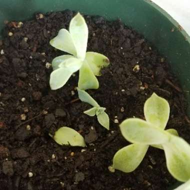 Graptopetalum 'Ghost plant'