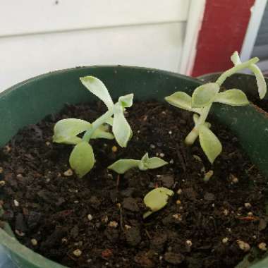 Graptopetalum 'Ghost plant'