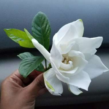 Gardenia 'August Beauty'