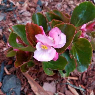 Begonia