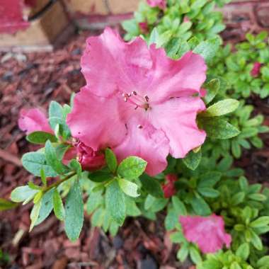 Azalea 'Kazuko'