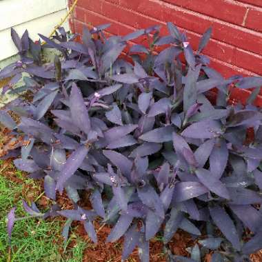 Purple-Heart Spiderwort