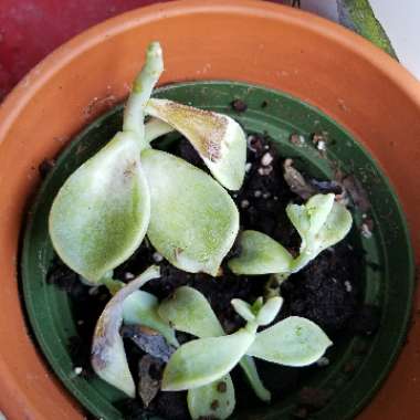 Graptopetalum