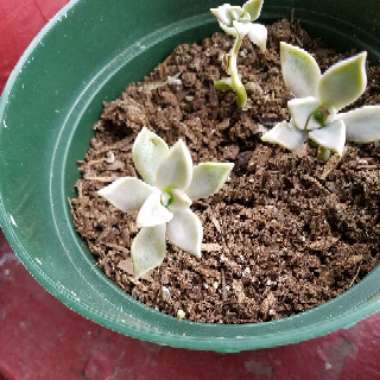 Graptopetalum 'Ghost plant'