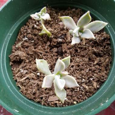 Graptopetalum 'Ghost plant'