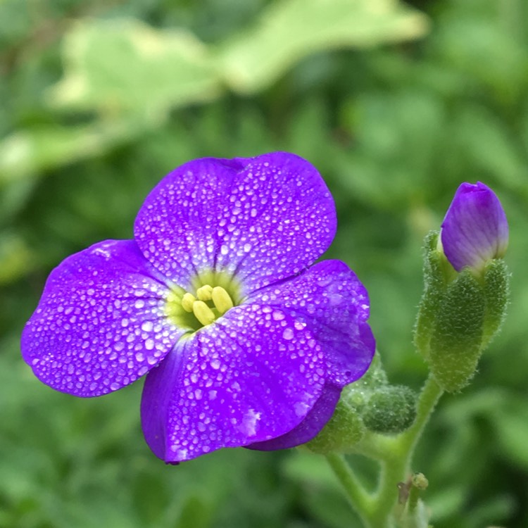 Plant image Aubrieta gracilis 'Kitte Blue'