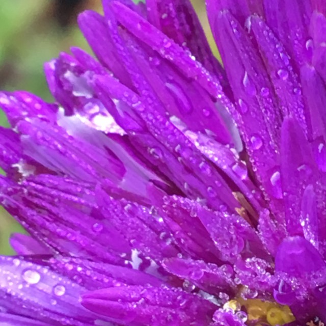 Plant image Aster lateriflorus 'Lady In Blue'