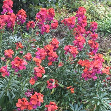 Erysimum mutabile syn. Cheiranthus mutabilis