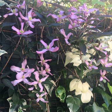 Clematis montana 'Warwickshire Rose'