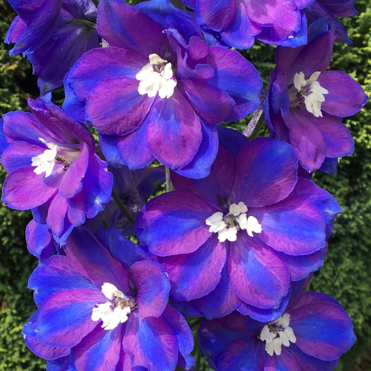 Plant image Delphinium 'Excalibur Dark Blue White Bee'