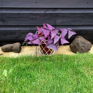 Oxalis triangularis subsp. papilionacea