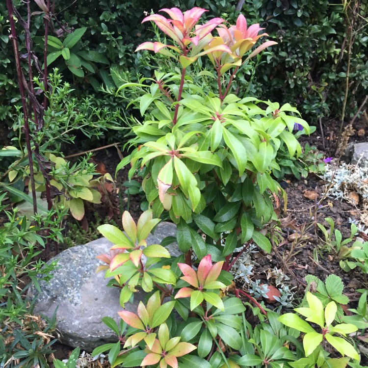 Plant image Leucothoe keiskei 'Royal Ruby'