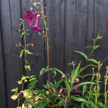 Penstemon 'Pensham Plum Jerkin'