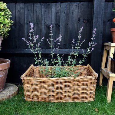 Nepeta 'Six Hills Giant'