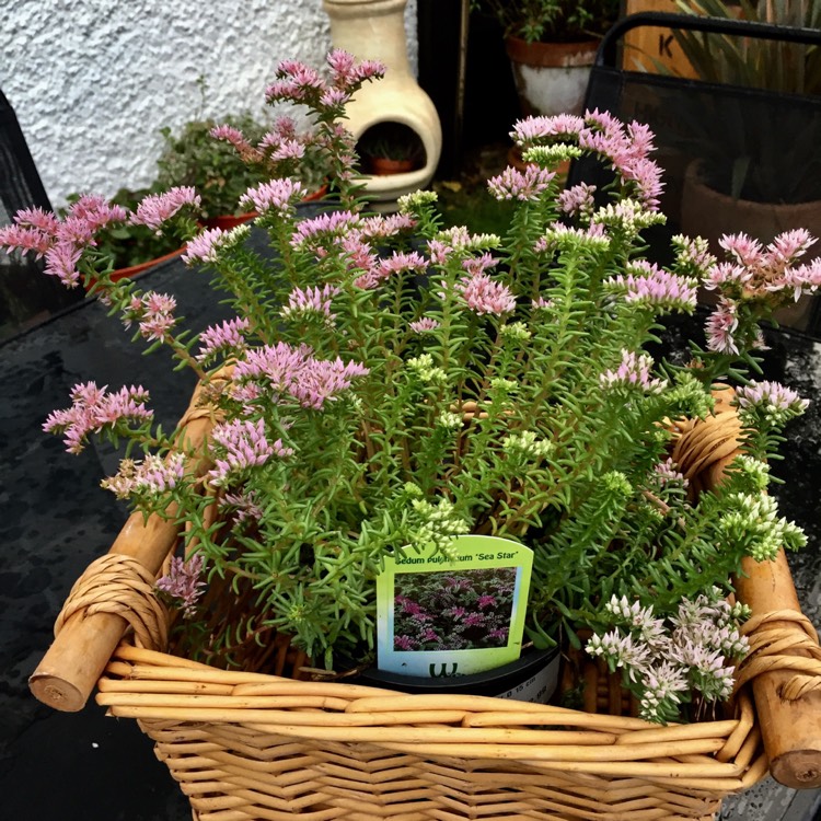 Plant image Sedum Pallidum