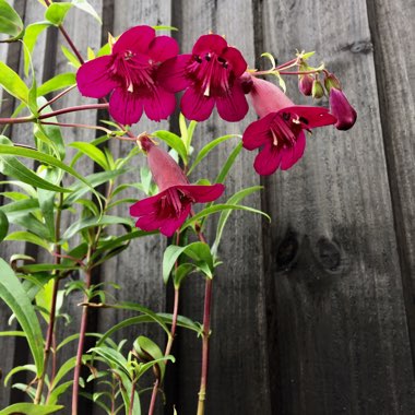 Penstemon 'Pensham Plum Jerkin'