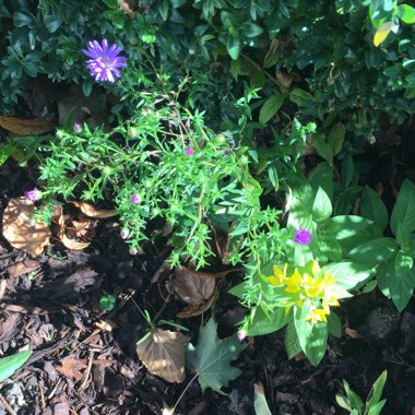 Aster novae-angliae 'Purple Dome'