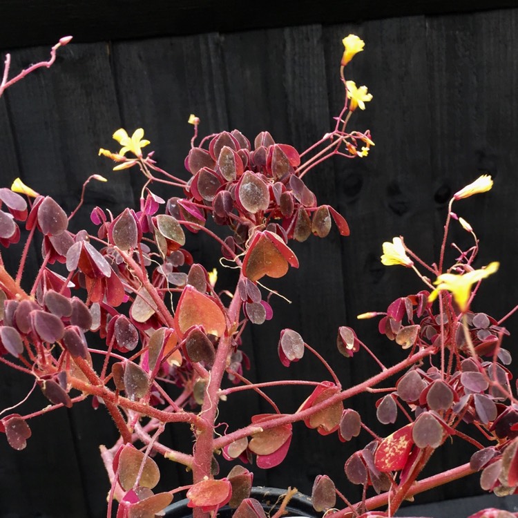 Plant image Oxalis 'Plum Crazy'