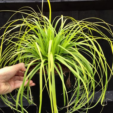 Carex oshimensis EverColor® 'Everillo'