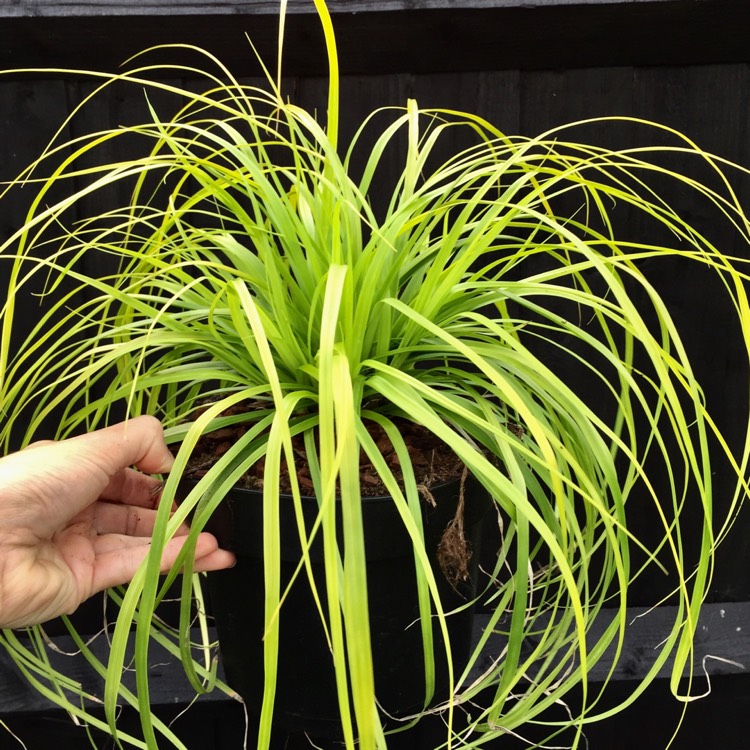 Plant image Carex oshimensis EverColor® 'Everillo'