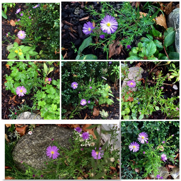 Plant image Aster novae-angliae 'Purple Dome'