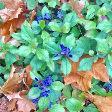 Ceratostigma willmottianum 'Forest Blue'