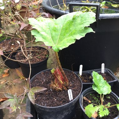 Gunnera manicata