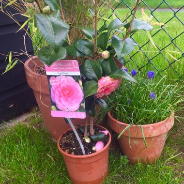 Camellia japonica 'In the Pink'