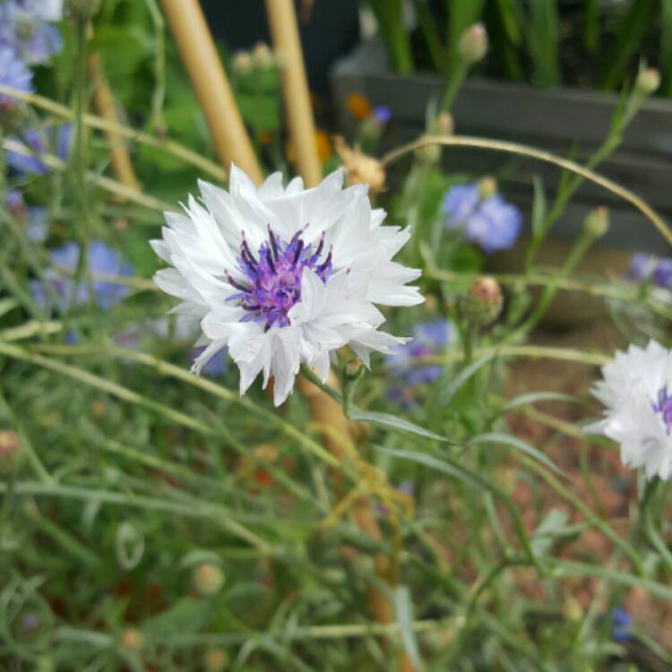 Plant image Centaurea cyanus 'Polka Dot Mix'