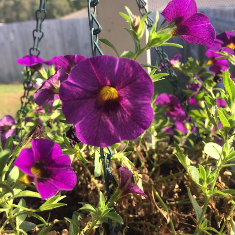 Plant image Calibrachoa Aloha 'Double Lavender'