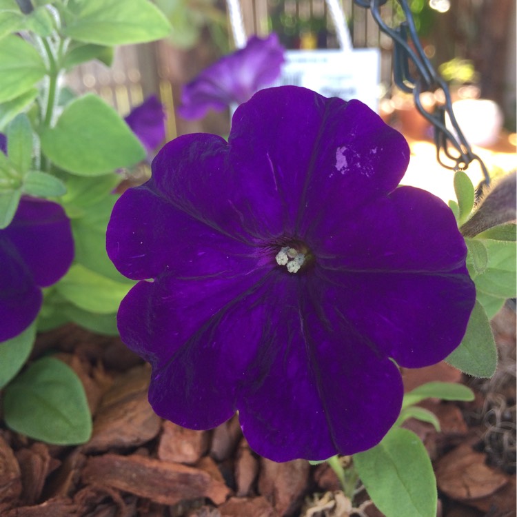 Plant image Petunia x hybrida 'F1 Ultra 'Blue'