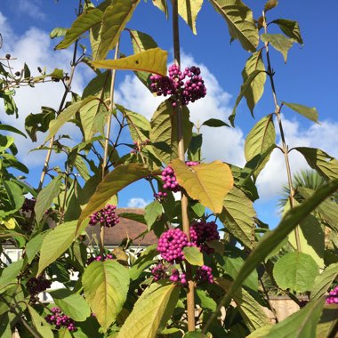 Purple Beautyberry 'Issai'