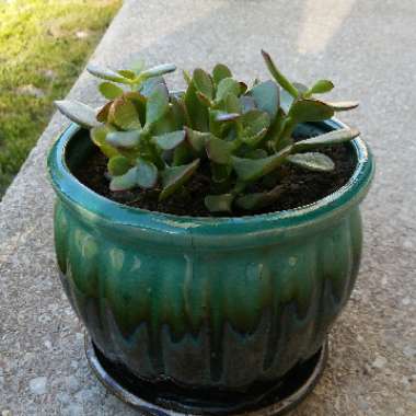 Crassula Ovata Bonsai