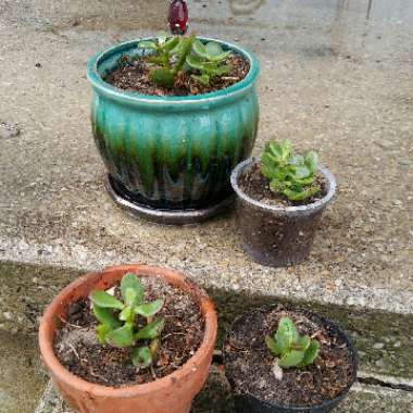 Jade- Red Tipped Bonsai