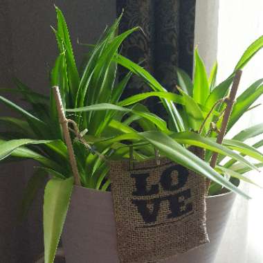 Spider Plant 'Hawaiian'