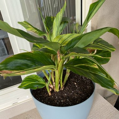 Shell Ginger 'Variegata'