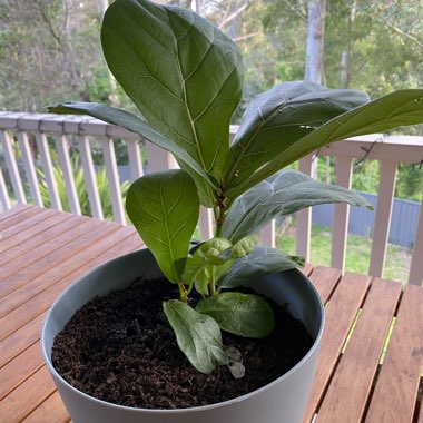 Fiddle Leaf Fig