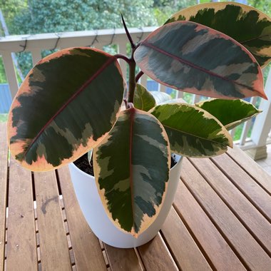 Rubber Tree 'Ruby'