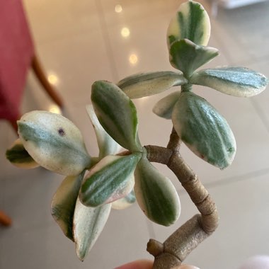 Crassula Variegata