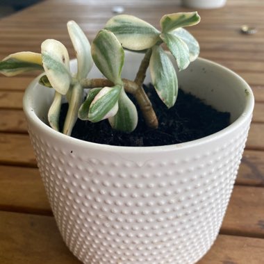 Crassula ovata 'Variegata'