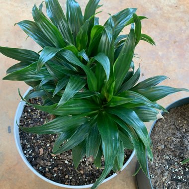 Dracaena deremensis