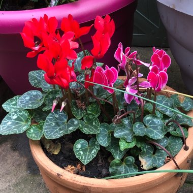 Cyclamen (Hardy)