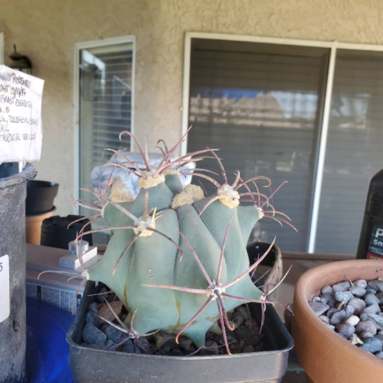 Plant image Ferocactus emoryi