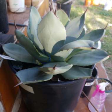 Agave Potatorum