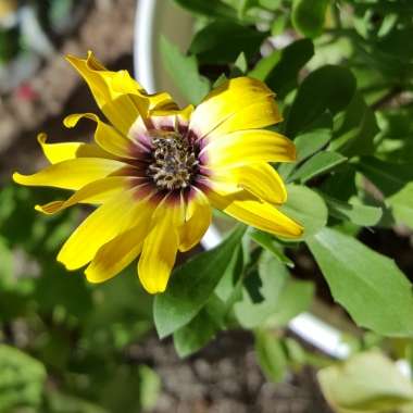 Osteospermum 'Serenity Blue Eyed Beauty'