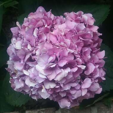 Hydrangea