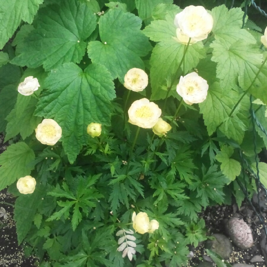 Trollius x cultorum 'Cheddar'