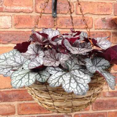 Heuchera 'Glitter'